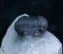 Inch Gerastos Trilobite From Morocco #2074-3